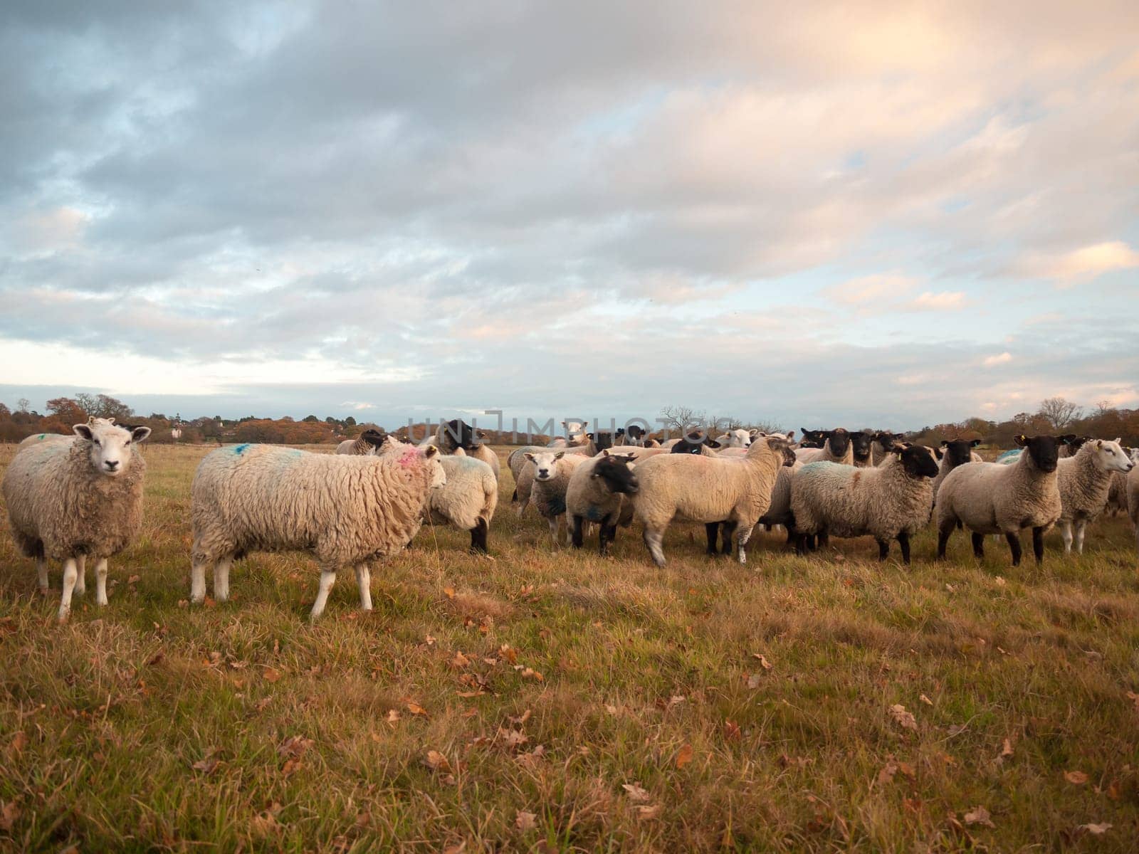 farmland close up white sheep farm grass grazing standing animals  essex  england  uk