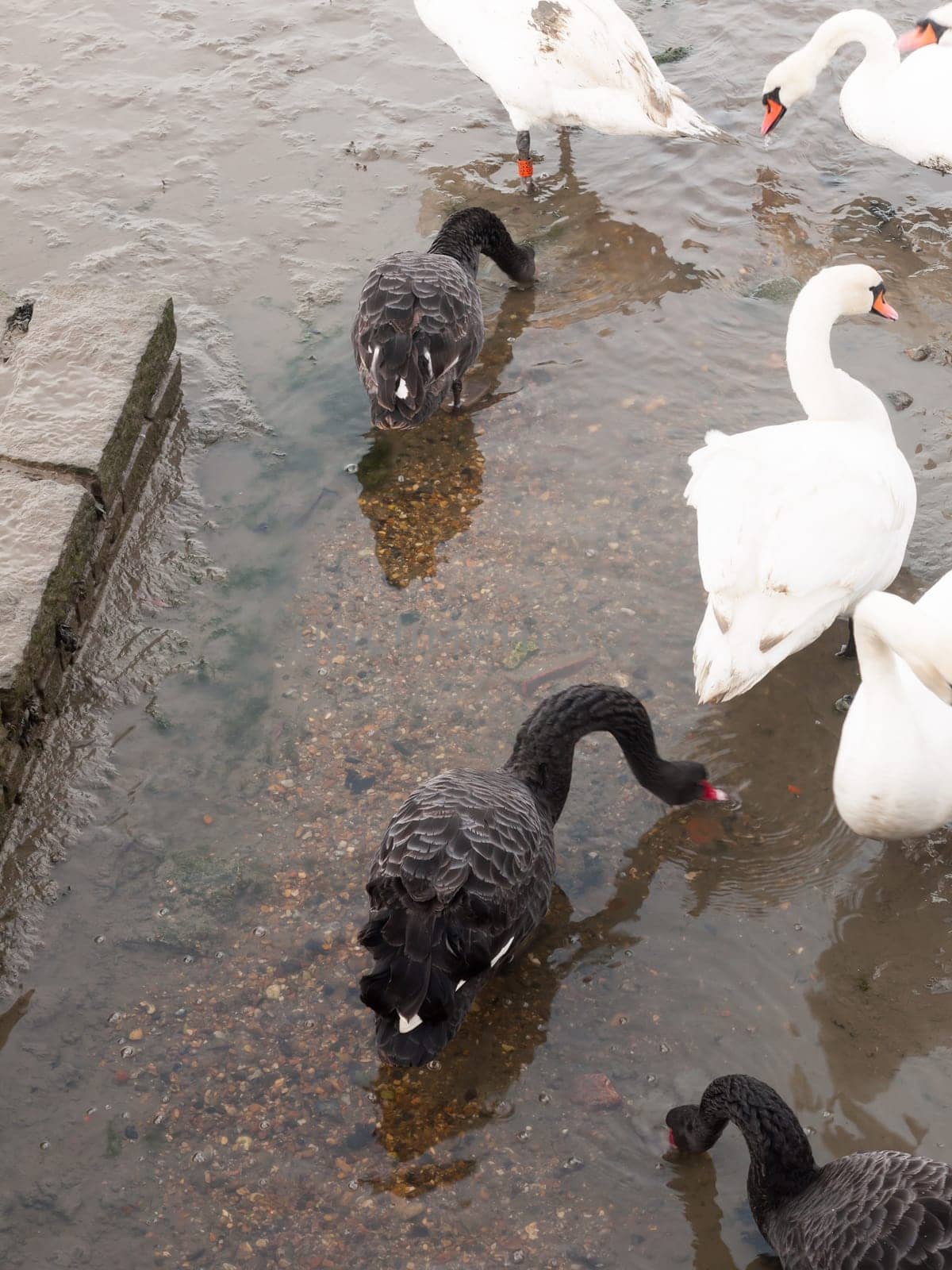 black and white mute swans close up down below feeding  essex  england  uk