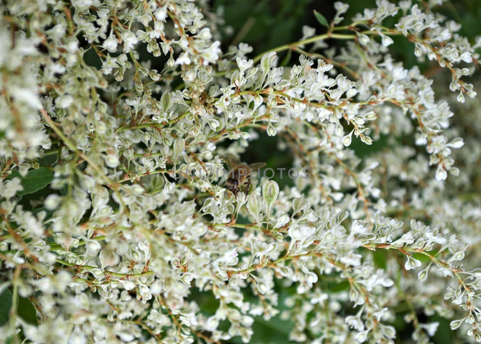Bee working on climbing plant white flowers