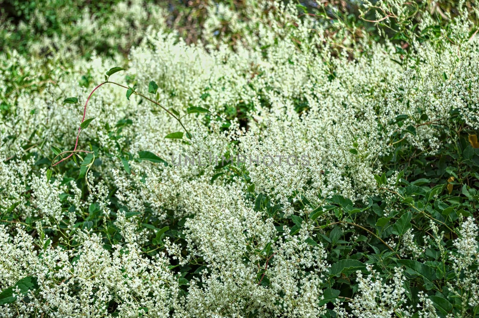 Climbing plant abundance of blooming white flowers