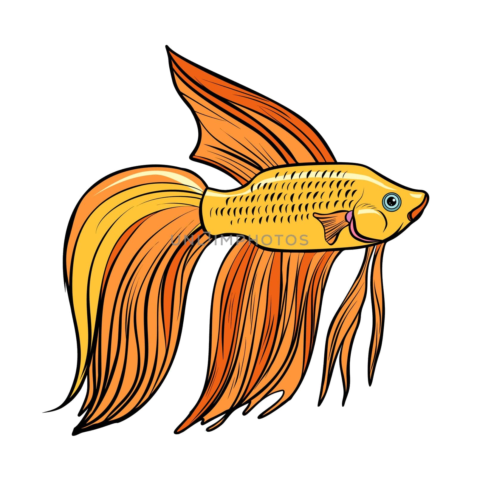Cockerel aquarium fish. Isolated on white background. Pop art retro vector illustration