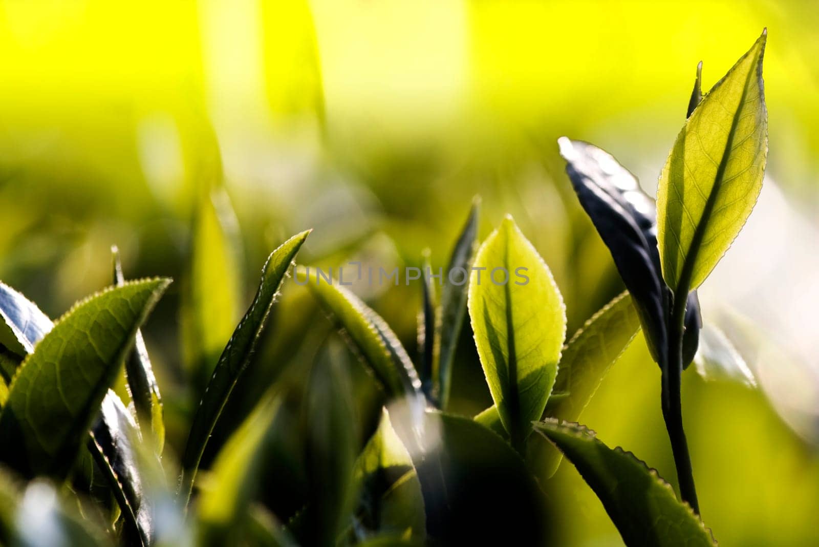 The Green tea bud and leaves. Tea plantations, Taiwan
