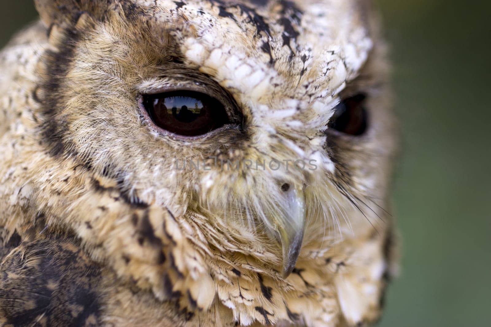Portrait of a Hindu collared owl