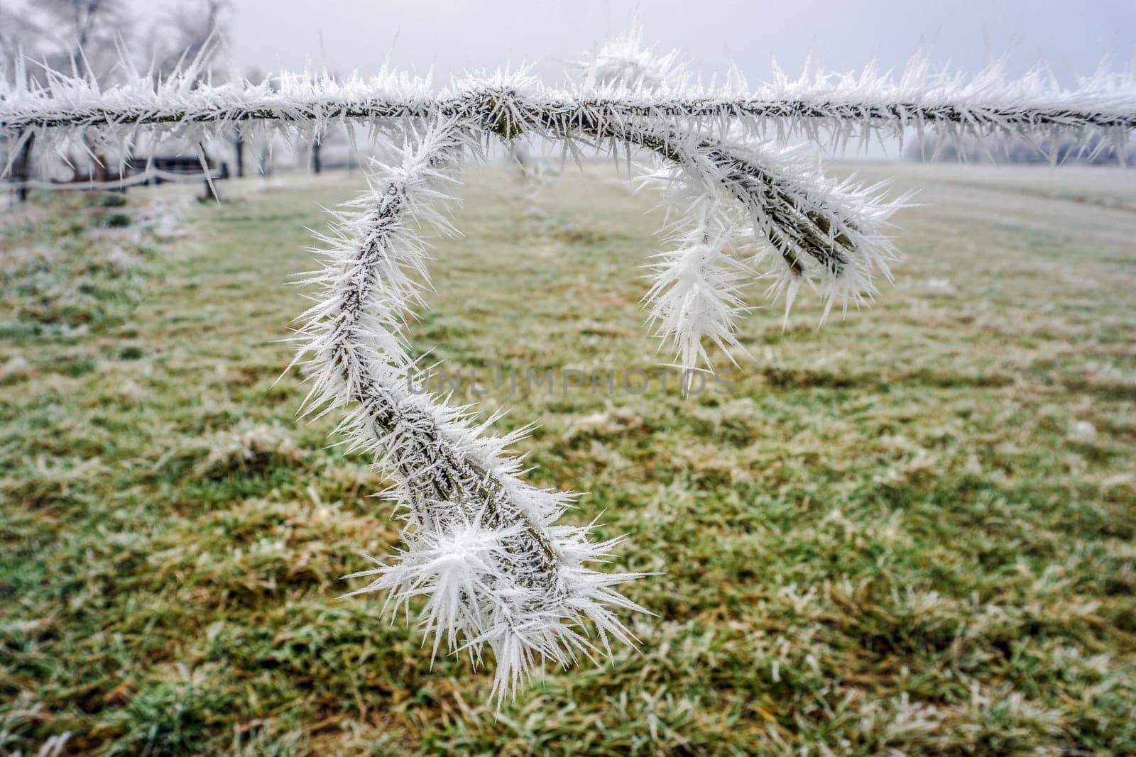 Knots strapping with ice stars - detail