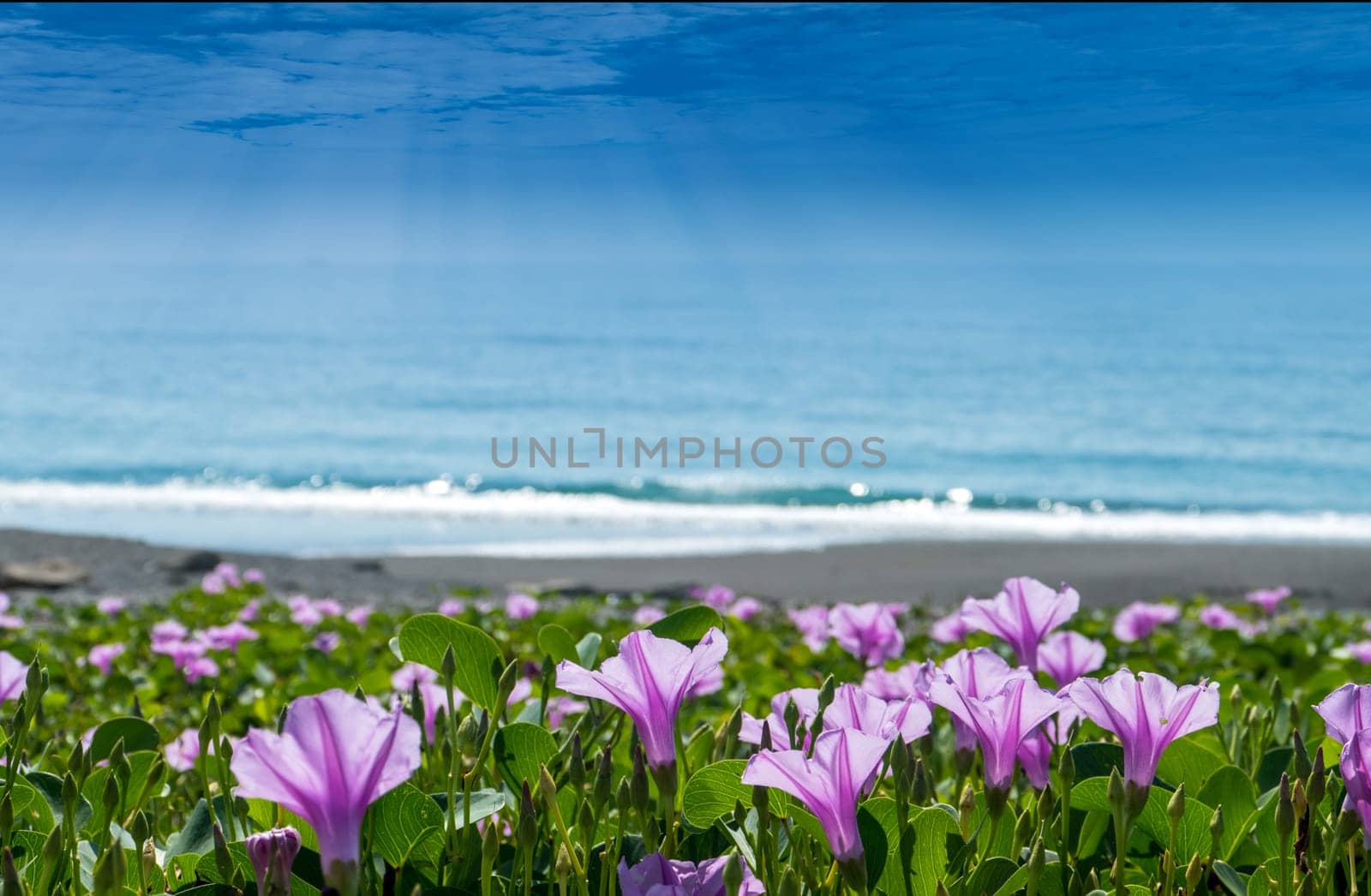 The Beautiful flower contrasting with the ocean and sky