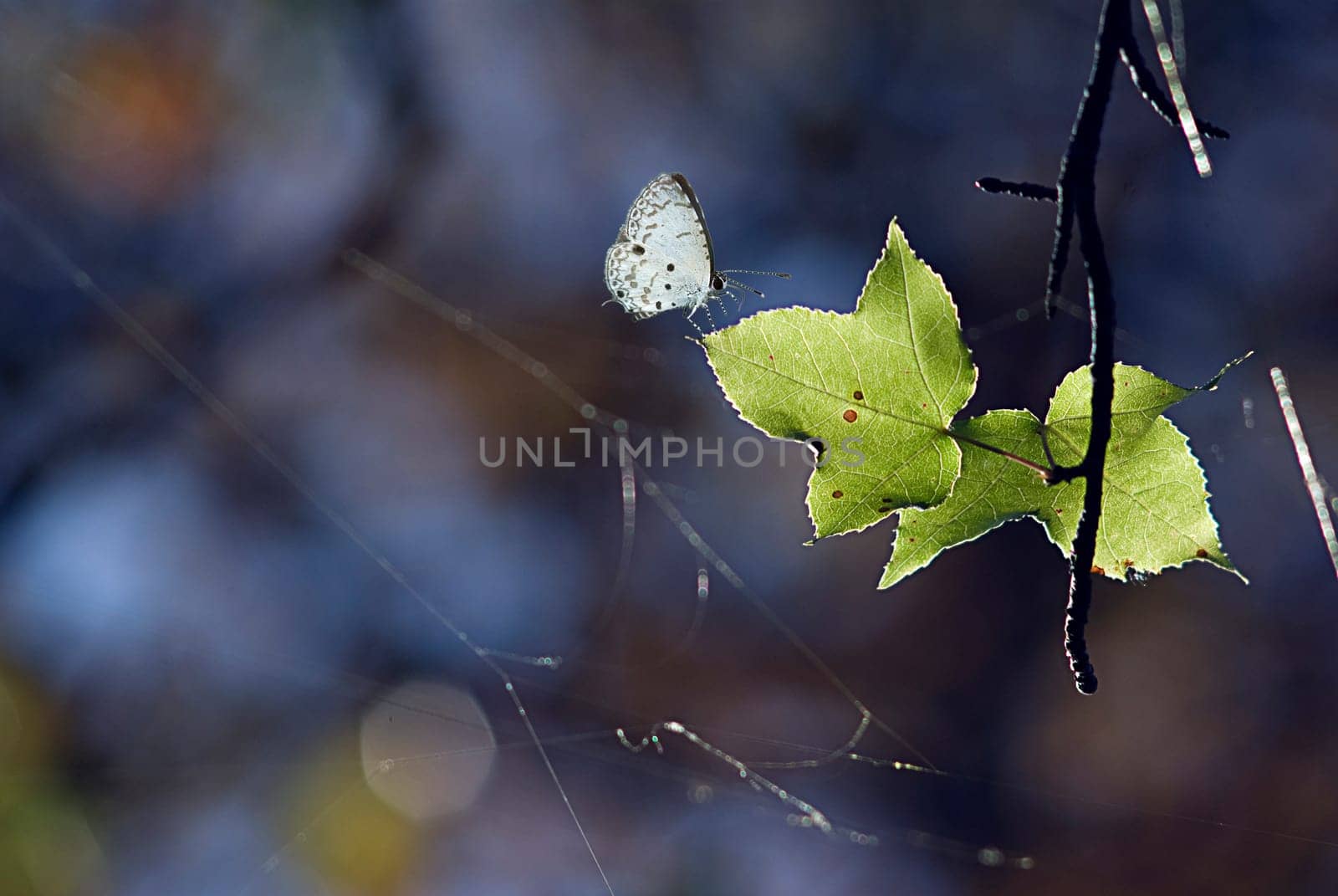 The Autumn maple leaves in sunlight with butterfly