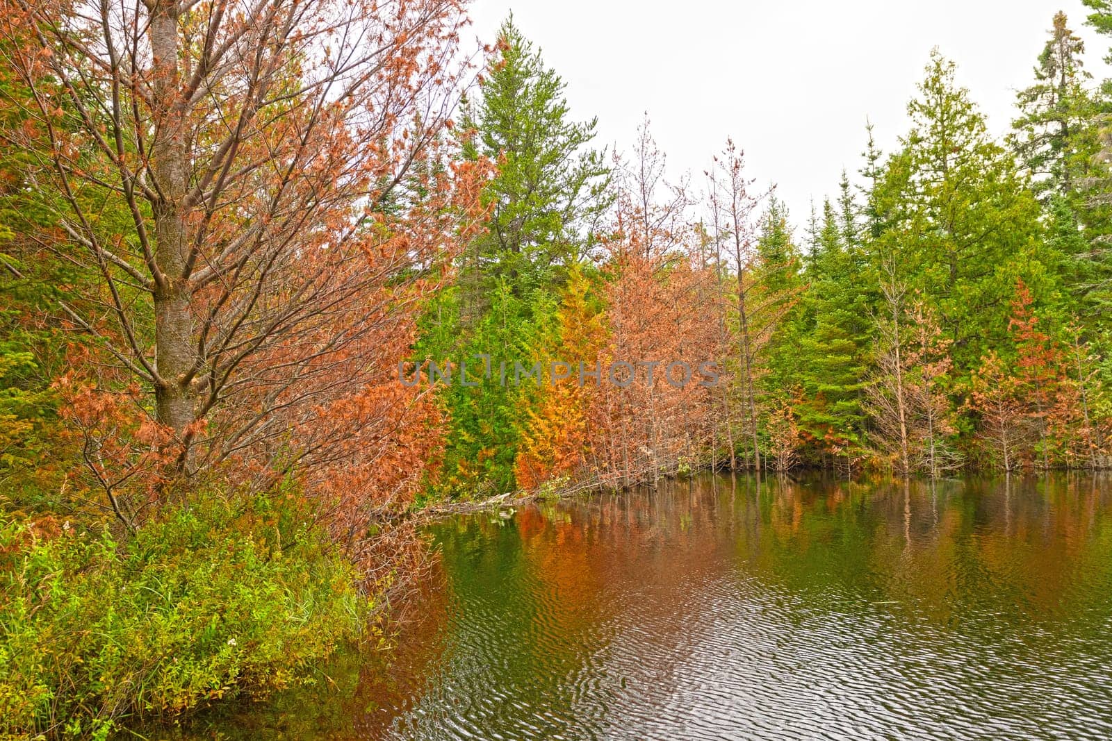 Fall Colors on Jenny Lake Flooded by a Beaver Dam in the Boundary Waters in Minnesota