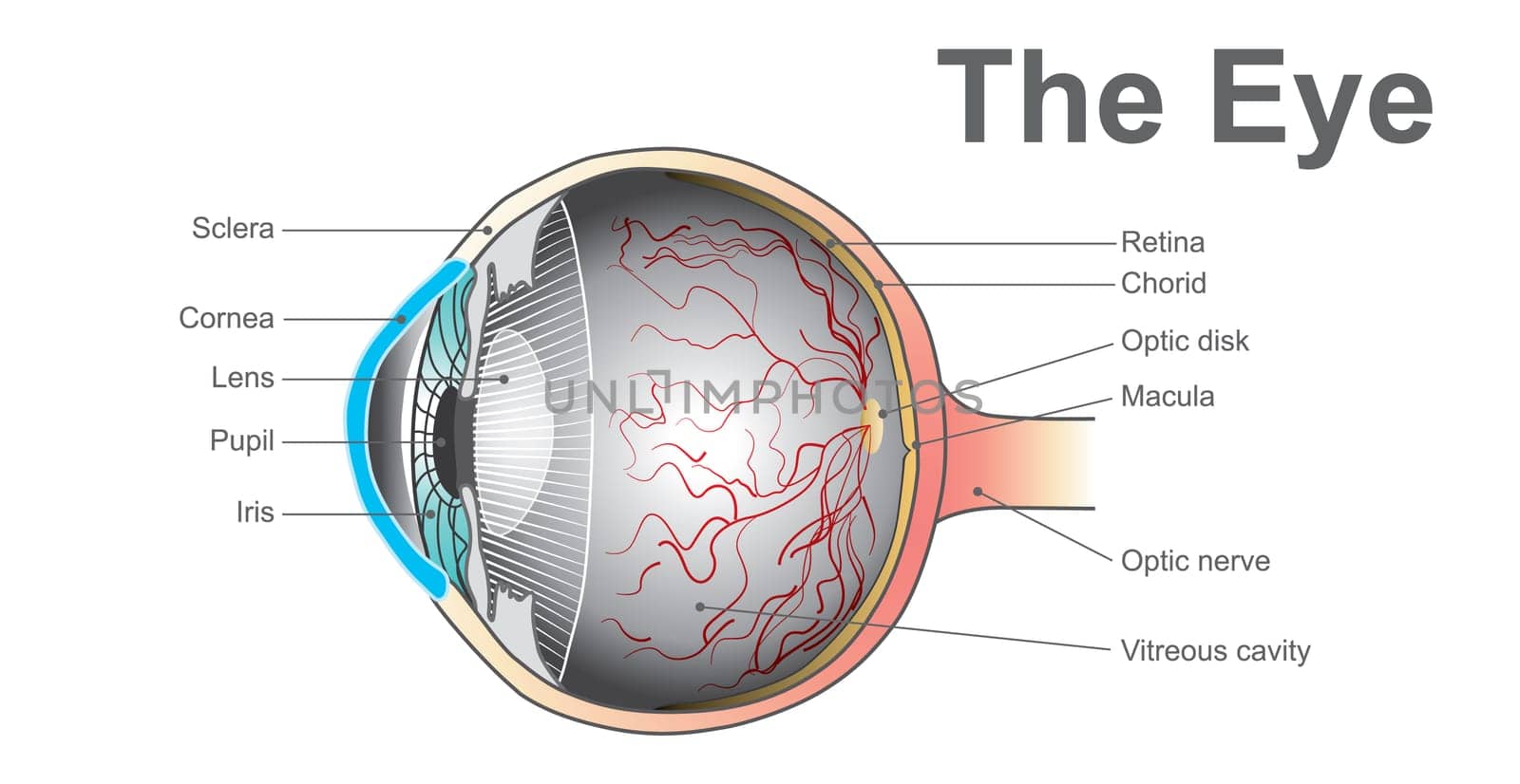 Eyes are the organs of vision. They detect light and convert it into electro-chemical impulses in neurons. Anatomy body human.