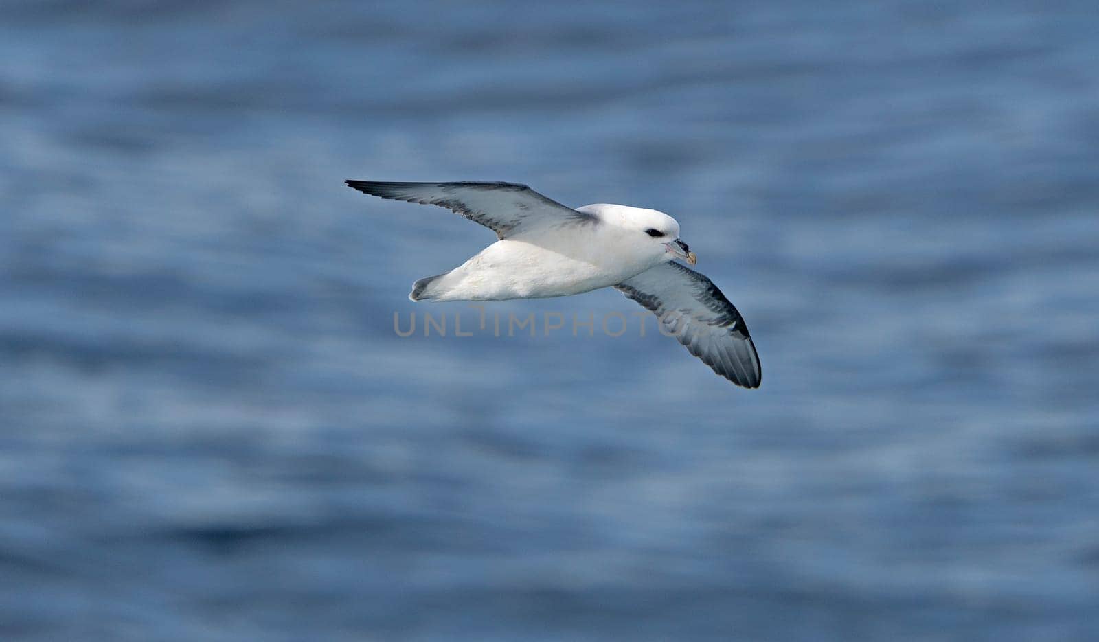Northern Fulmar in Flight in Baffin Bay in Nunavut, Canada