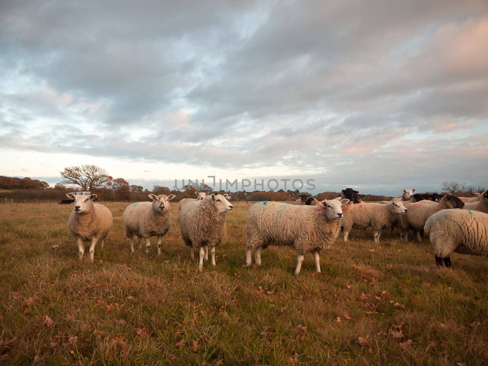 farmland close up white sheep farm grass grazing standing animals  essex  england  uk