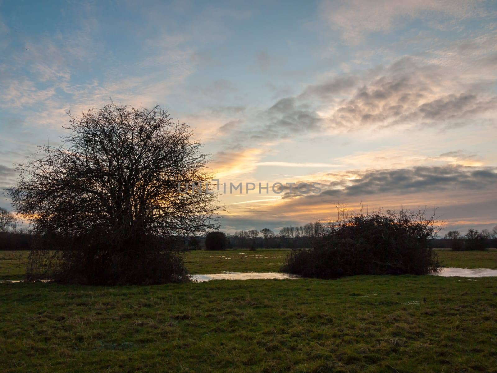 empty wet grass field low light sunset landscape dedham plain empty no people dramatic sky trees close up bare  essex  england  uk