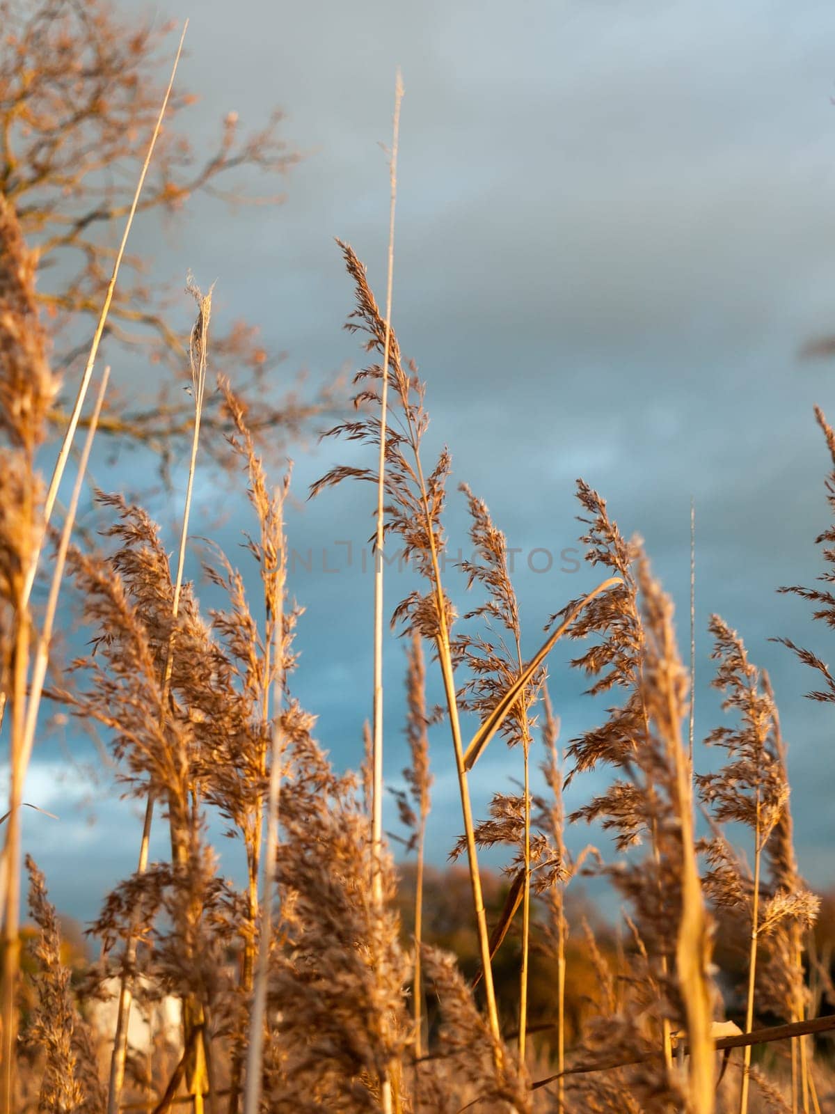 golden reeds midst of autumn flowers grass land foliage  essex  england  uk