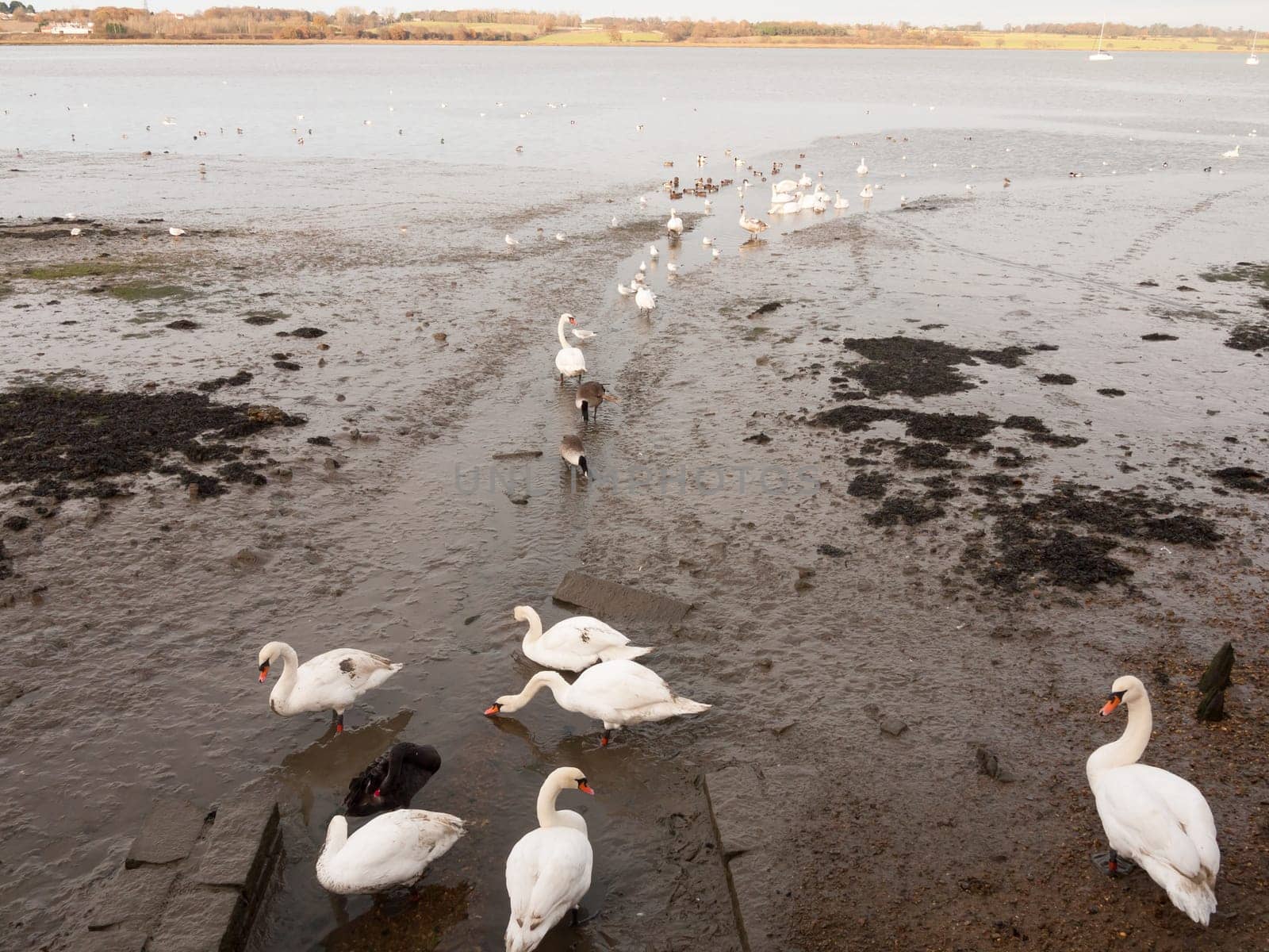 swans, geese, birds, ducks seaside animals tide out coast landscape sand mud mudflat  essex  england  uk