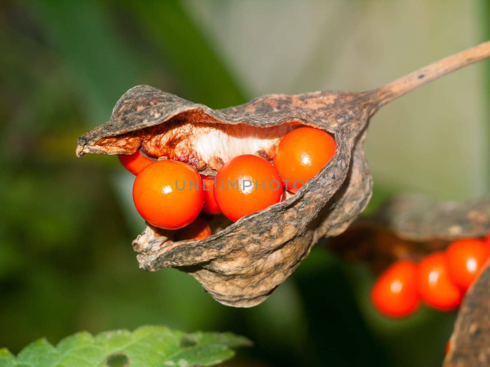 close up of orange red berries in a pod of plant  essex  england  uk