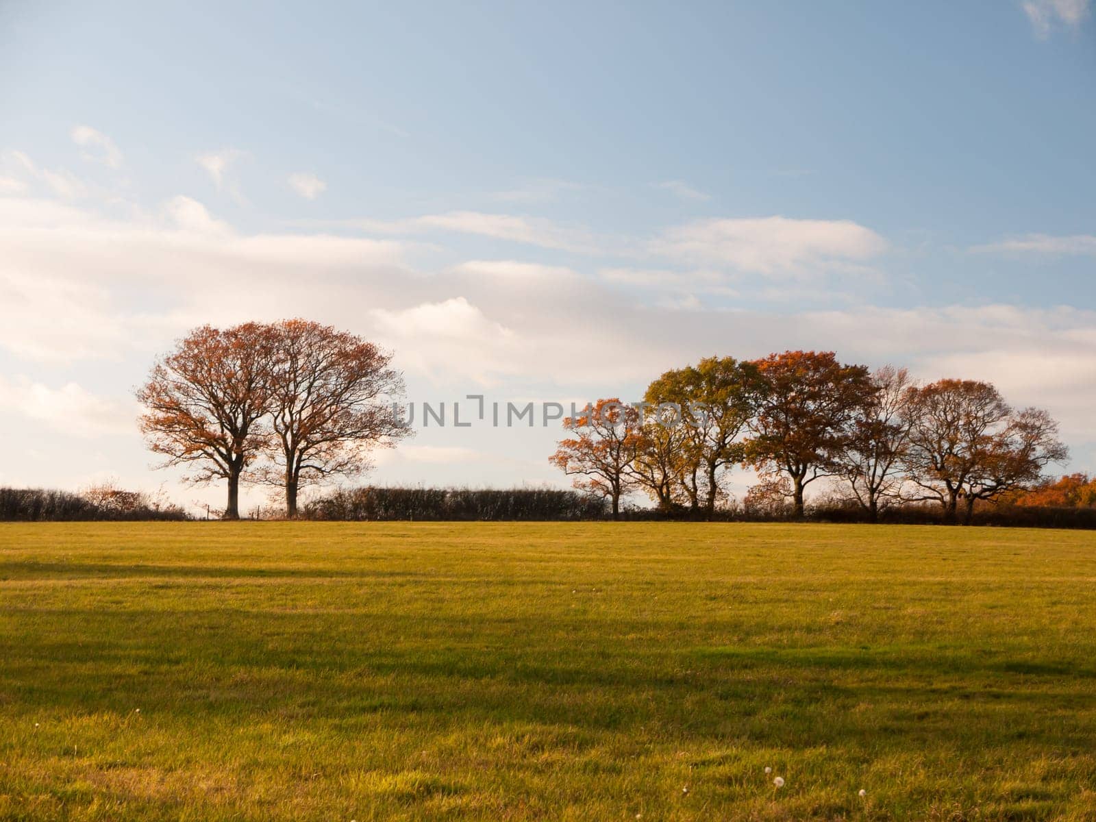 empty grass land country trees blue sky clouds landscape plain  essex  england  uk