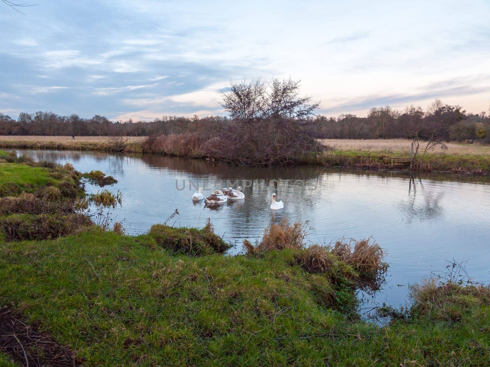 swans cygnets lake river group feeding pack flock surface water winter autumn  essex  england  uk
