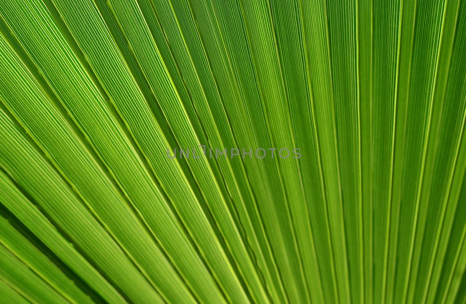 Palm leaf