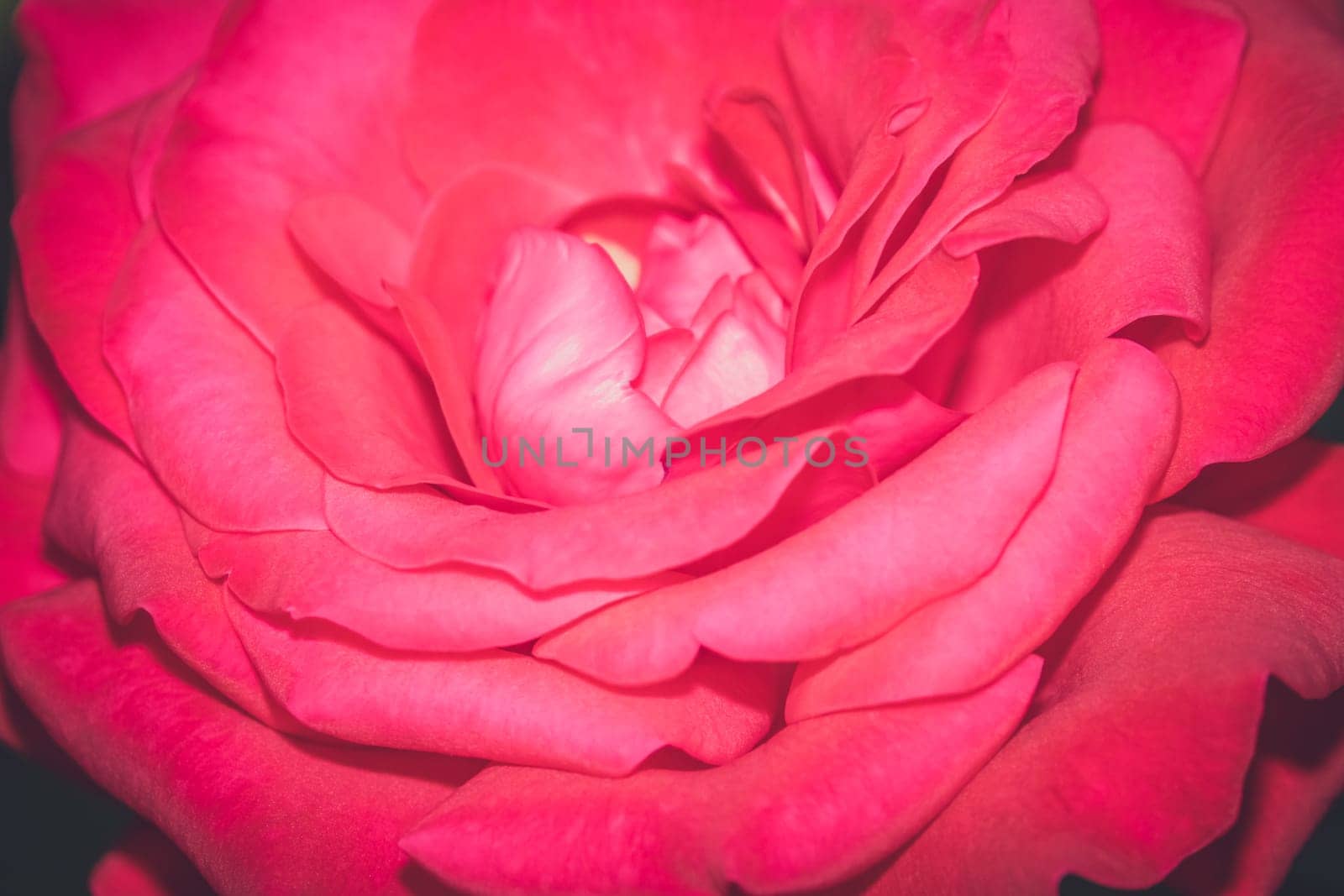 Close up of a small pink rose in the garden in spring