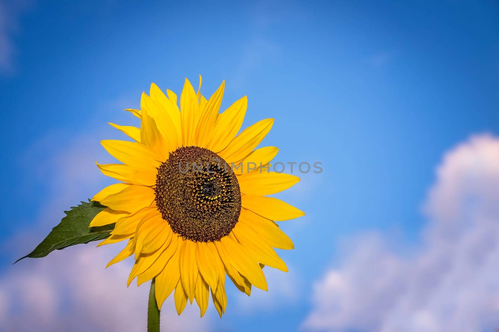 Beautiful yellow sunflower with the blue sky background