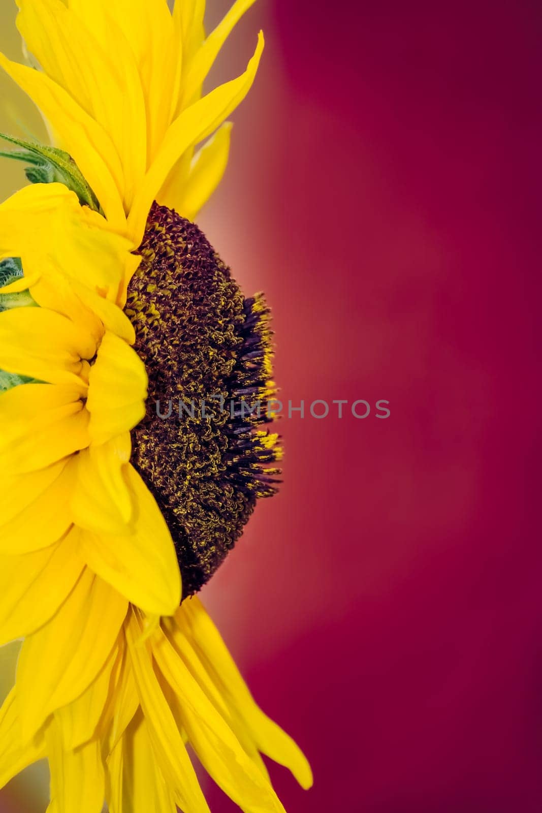 Close up of a large beautiful yellow sunflower head