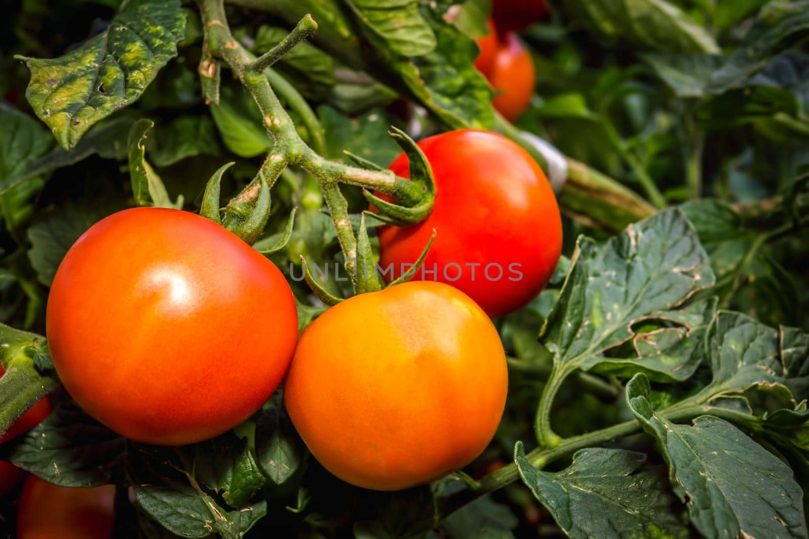 Fresh red ripe tomatoes growing in a home garden