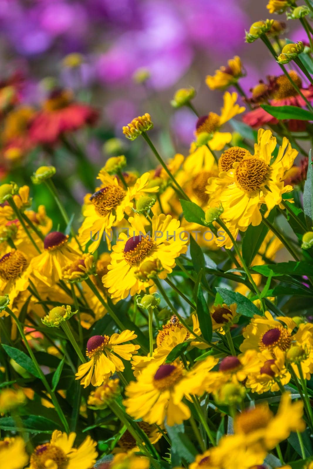 Red, yellow and pink flowers on a colorful meadow in summer