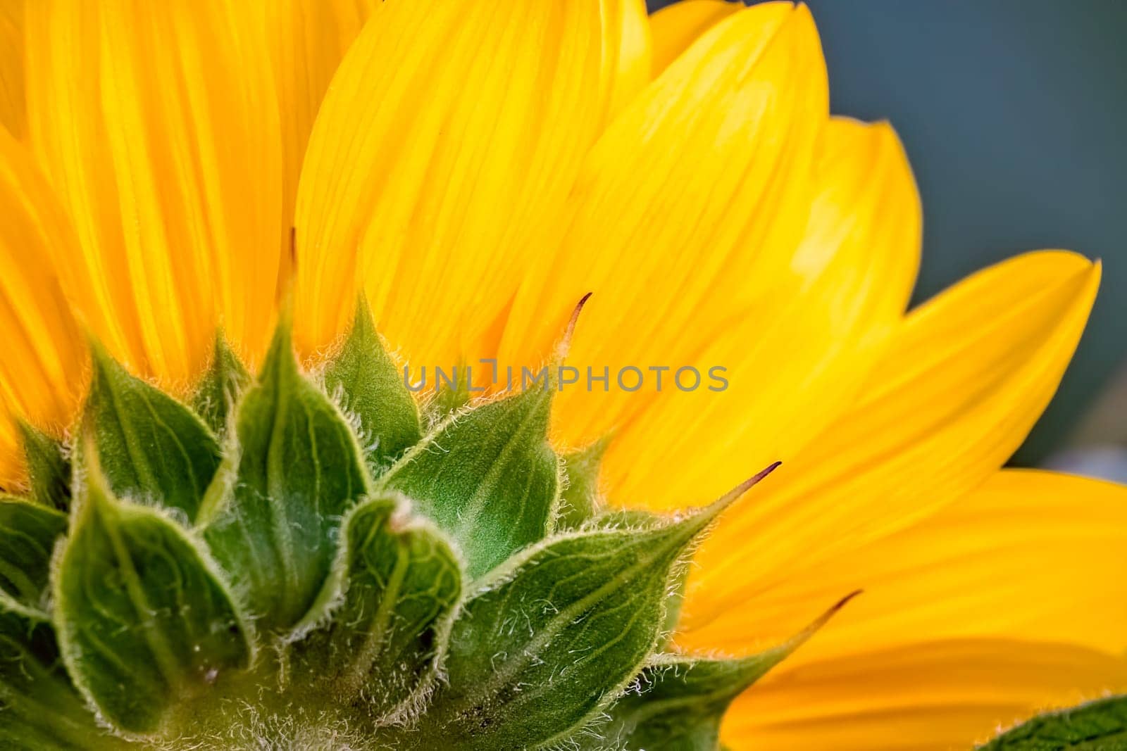 Close up of a large beautiful yellow sunflower head