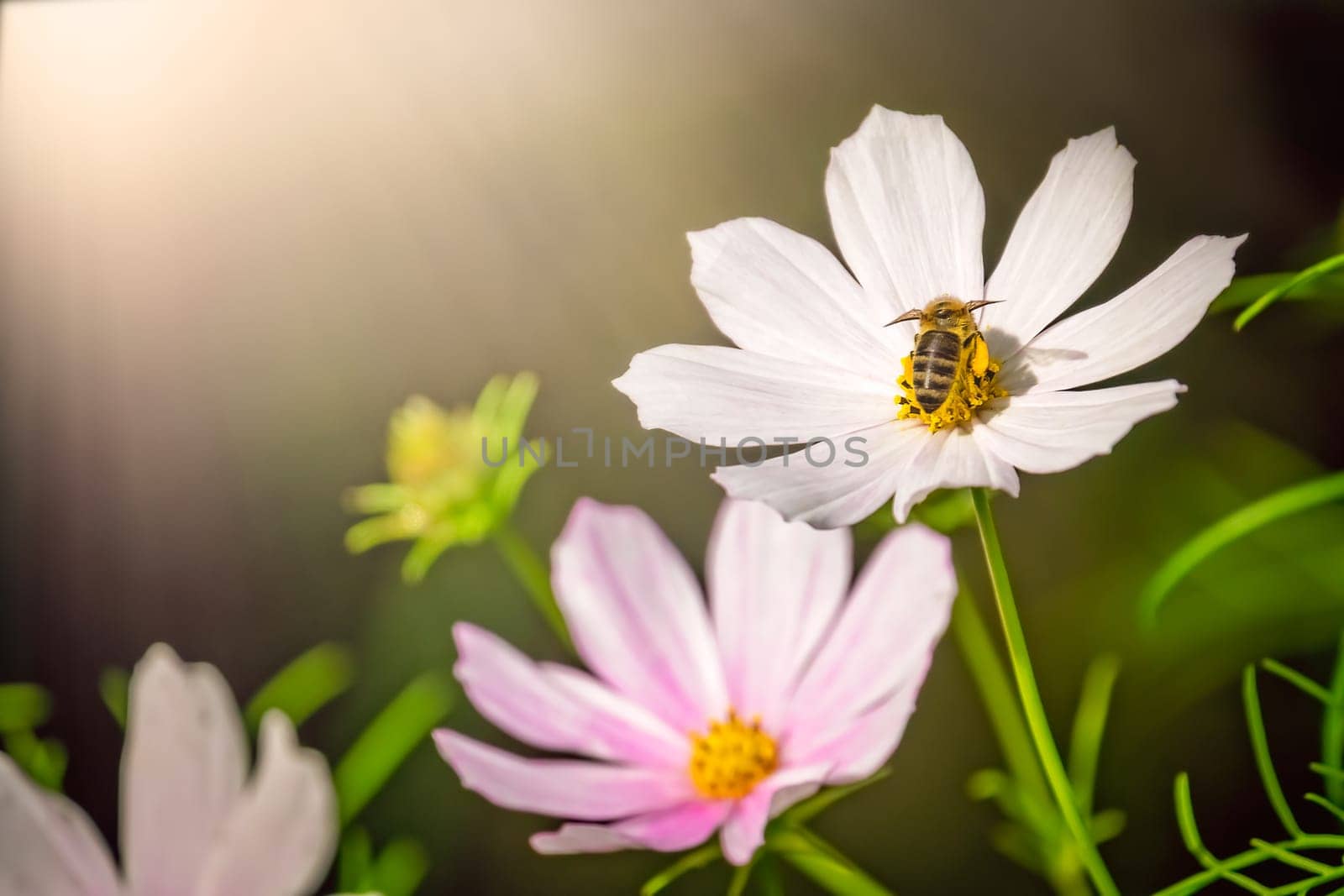 Bee collecting pollen on a white flower in summer