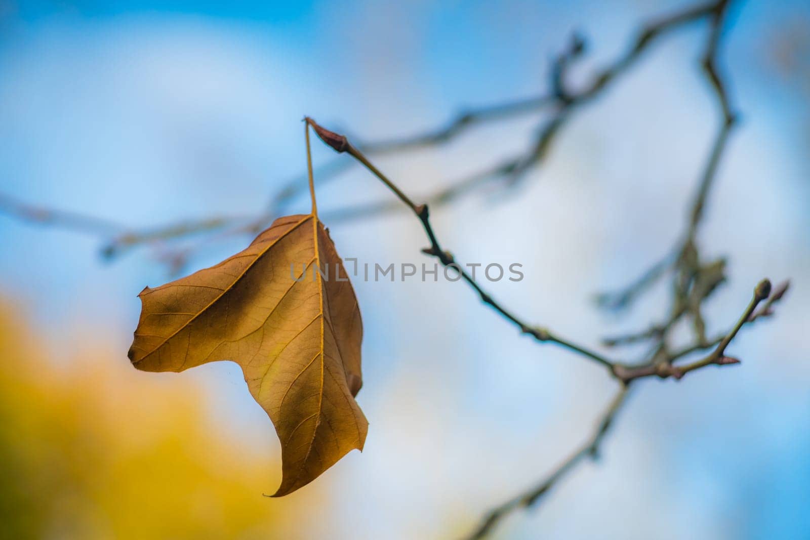 Last yellow leaf on a branch of a tree on an autumn day in a park on a sunny day