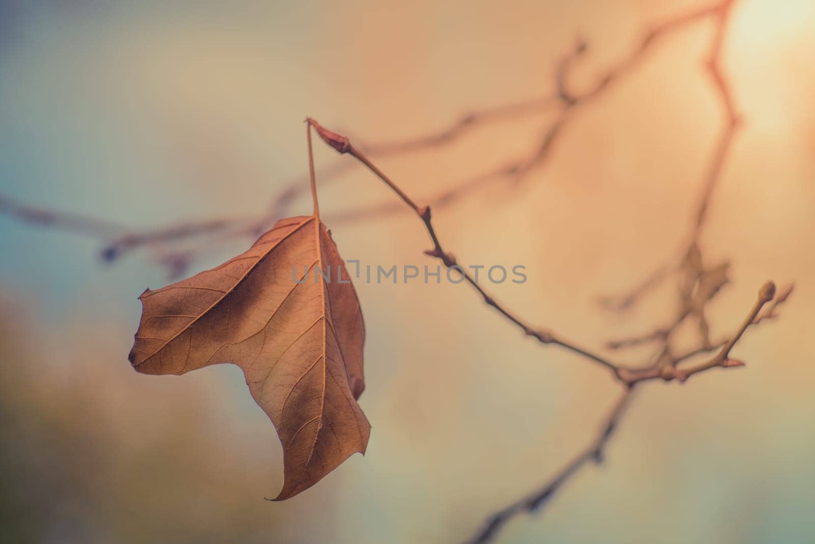 Last yellow leaf on a branch of a tree on an autumn day in a park on a sunny day
