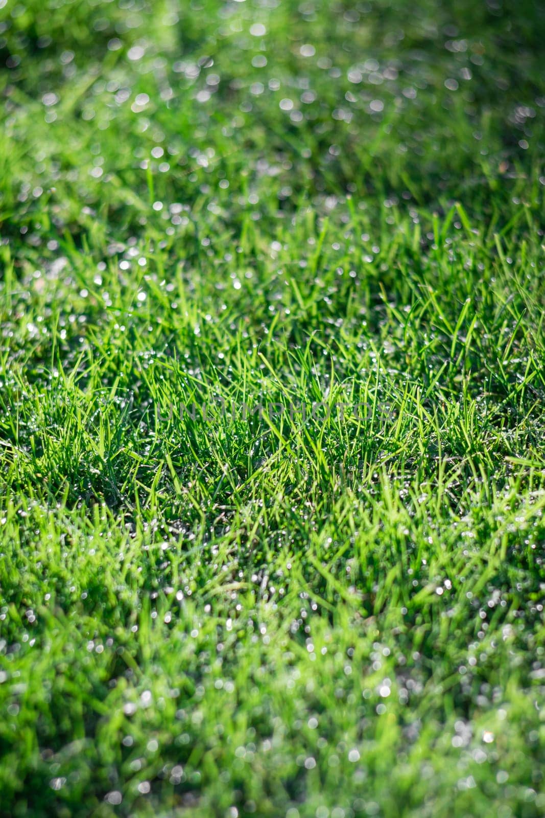 Green grass background overlay photographed in the garden in the early morning