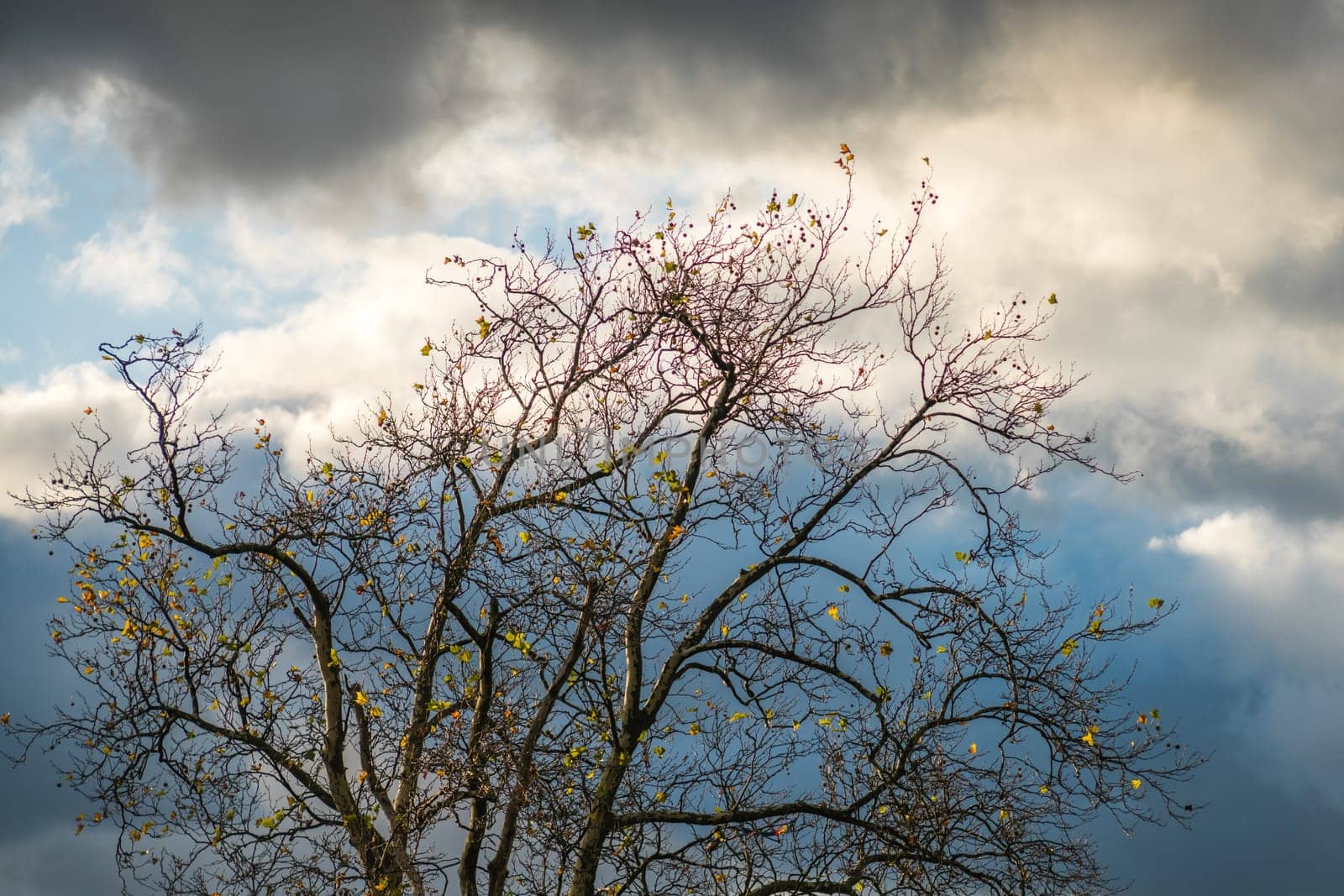 Leafless tree with the cloudy background photographed in late autumn