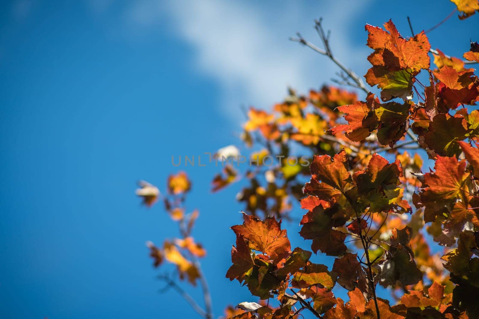 Red, green yellow and orange leaves on trees on an autumn day in a park with a blue sky background