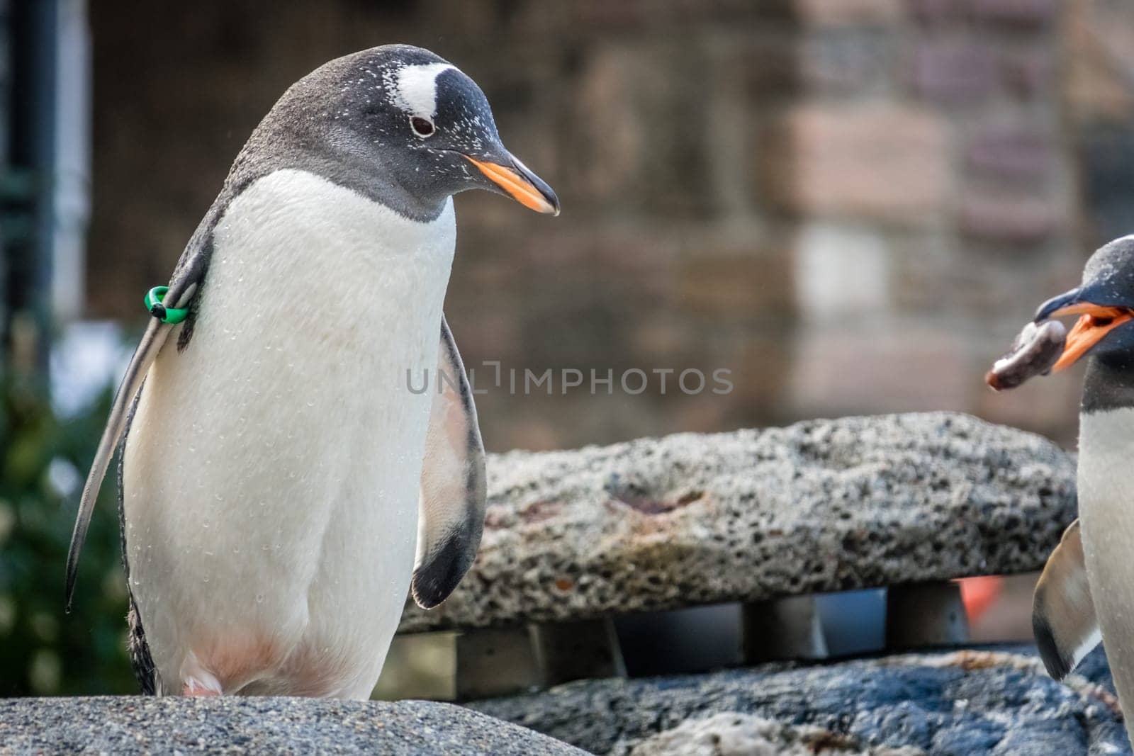Small cute penguin standing on a stone in a zoo
