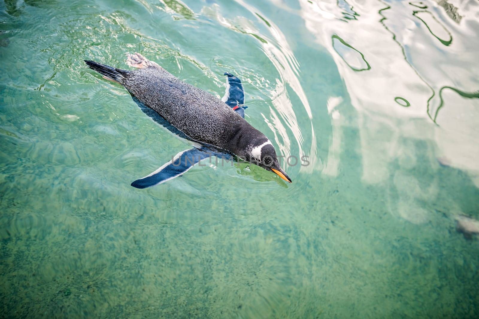 Small penguin swimming in water in a zoo