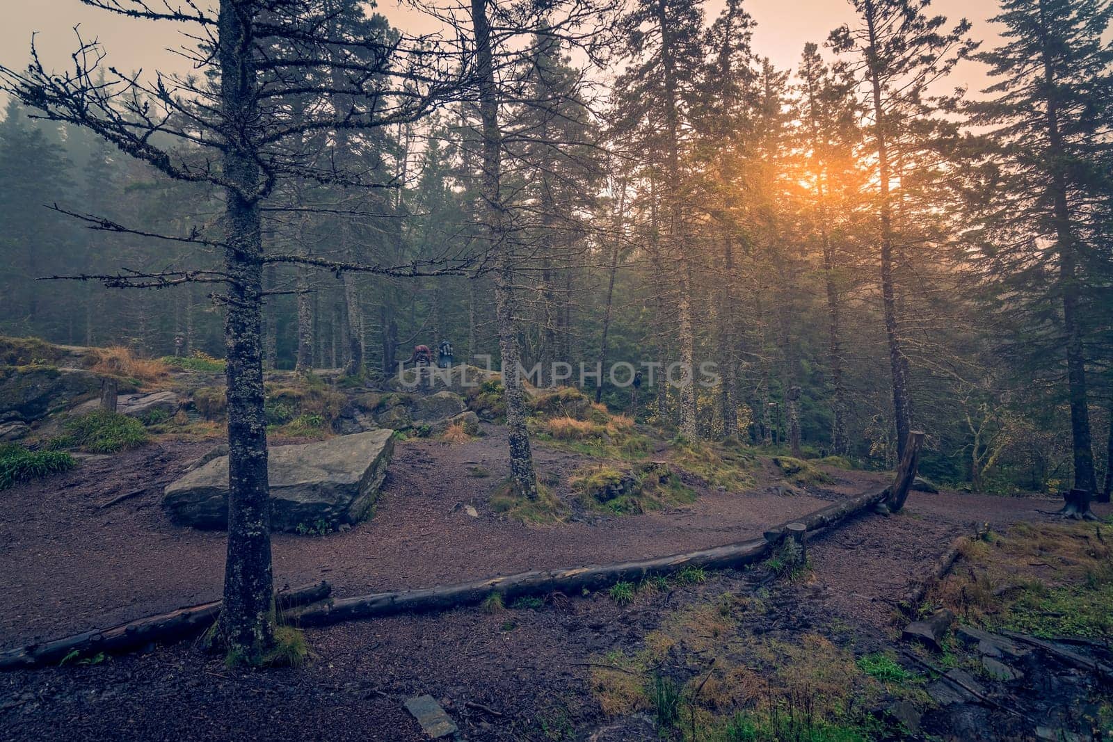 Pathway through the mysterious foggy forest on top of the Mount Floyen, Bergen, Norway