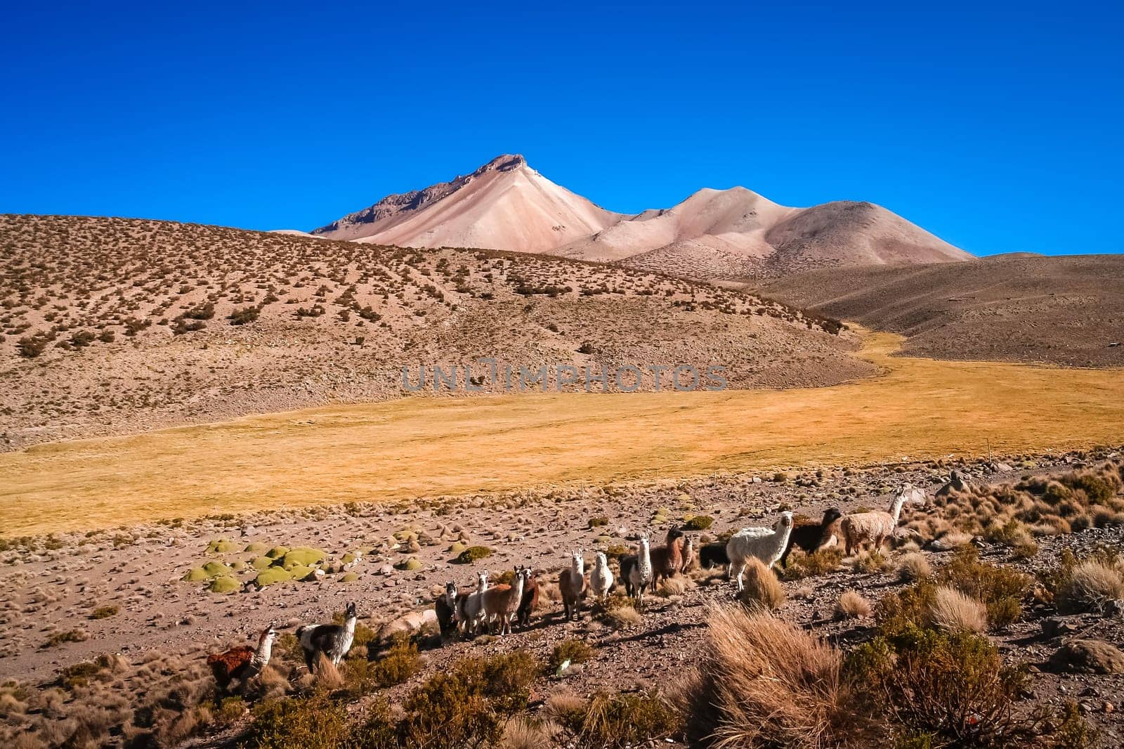 Herd of llamas grazing on the Altiplano mountain slopes in summer, Andes, Bolivia