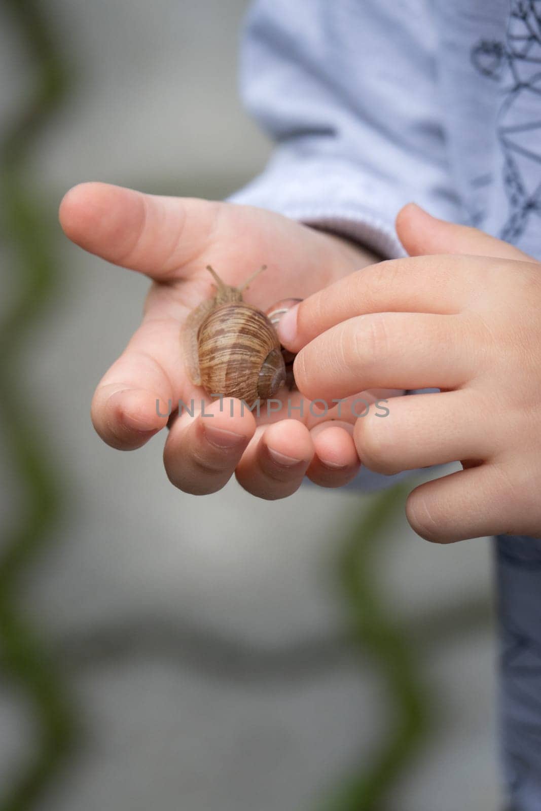 Little boy holding large snail in his hand and playing with it