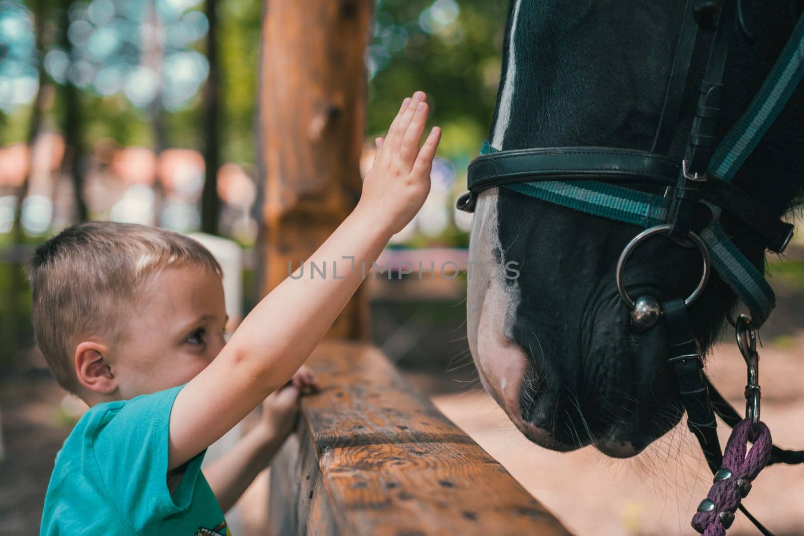 Cute little caucasian boy gently touching the black horse head