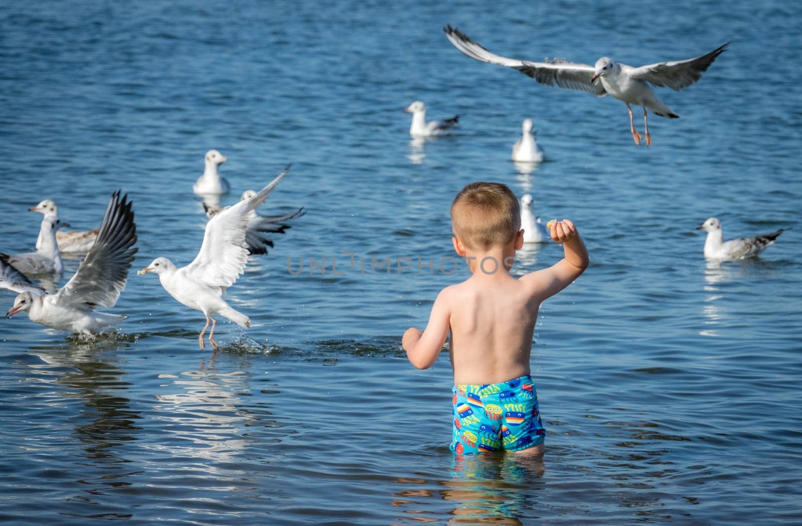 Little caucasian boy standing in the sea and throwing pieces of bread to white seagulls