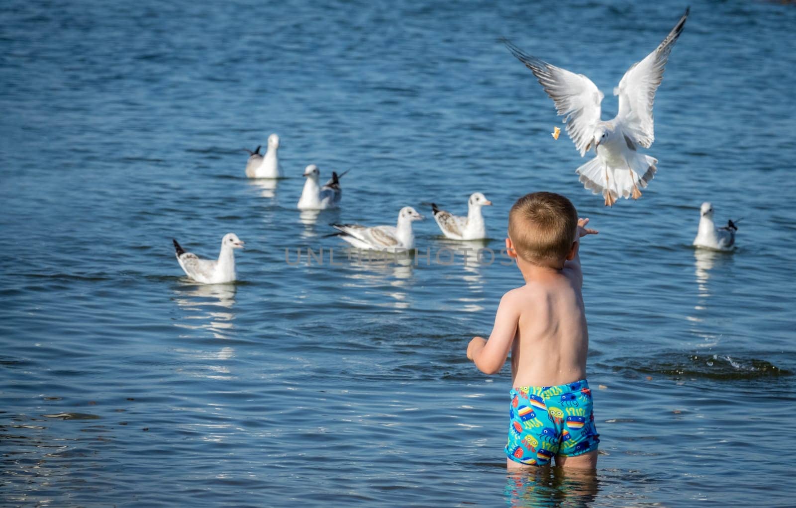 Little caucasian boy standing in the sea and throwing pieces of bread to white seagulls