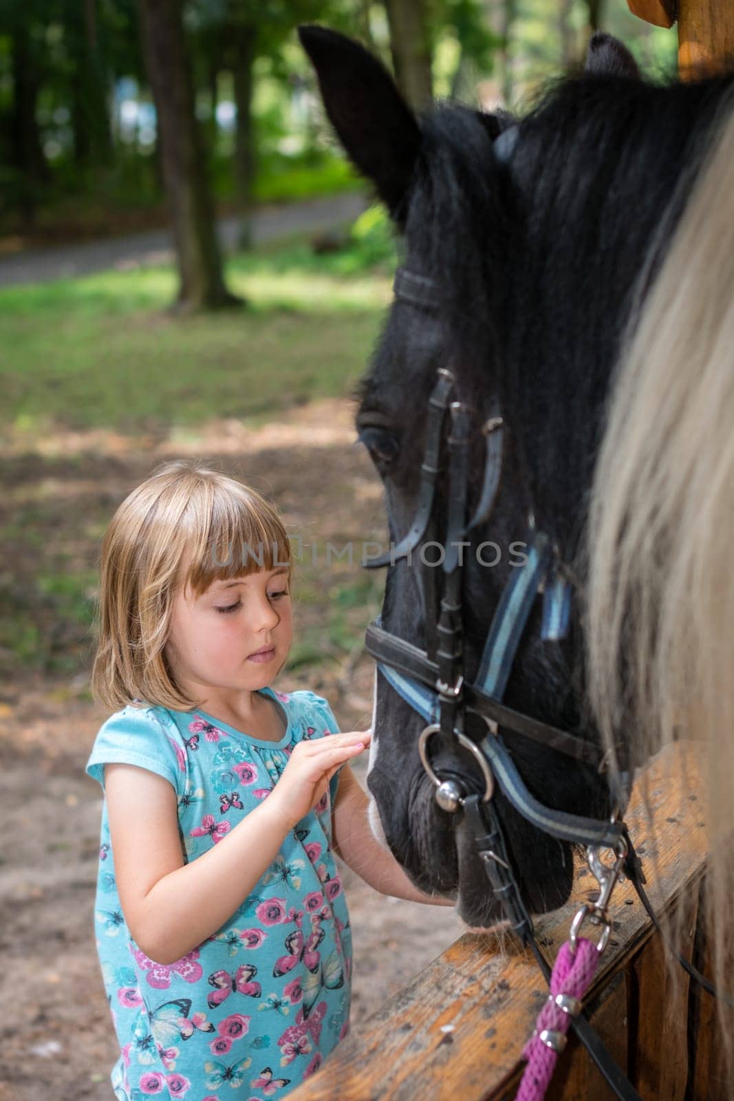 Cute little Caucasian girl stroking the head of a black horse