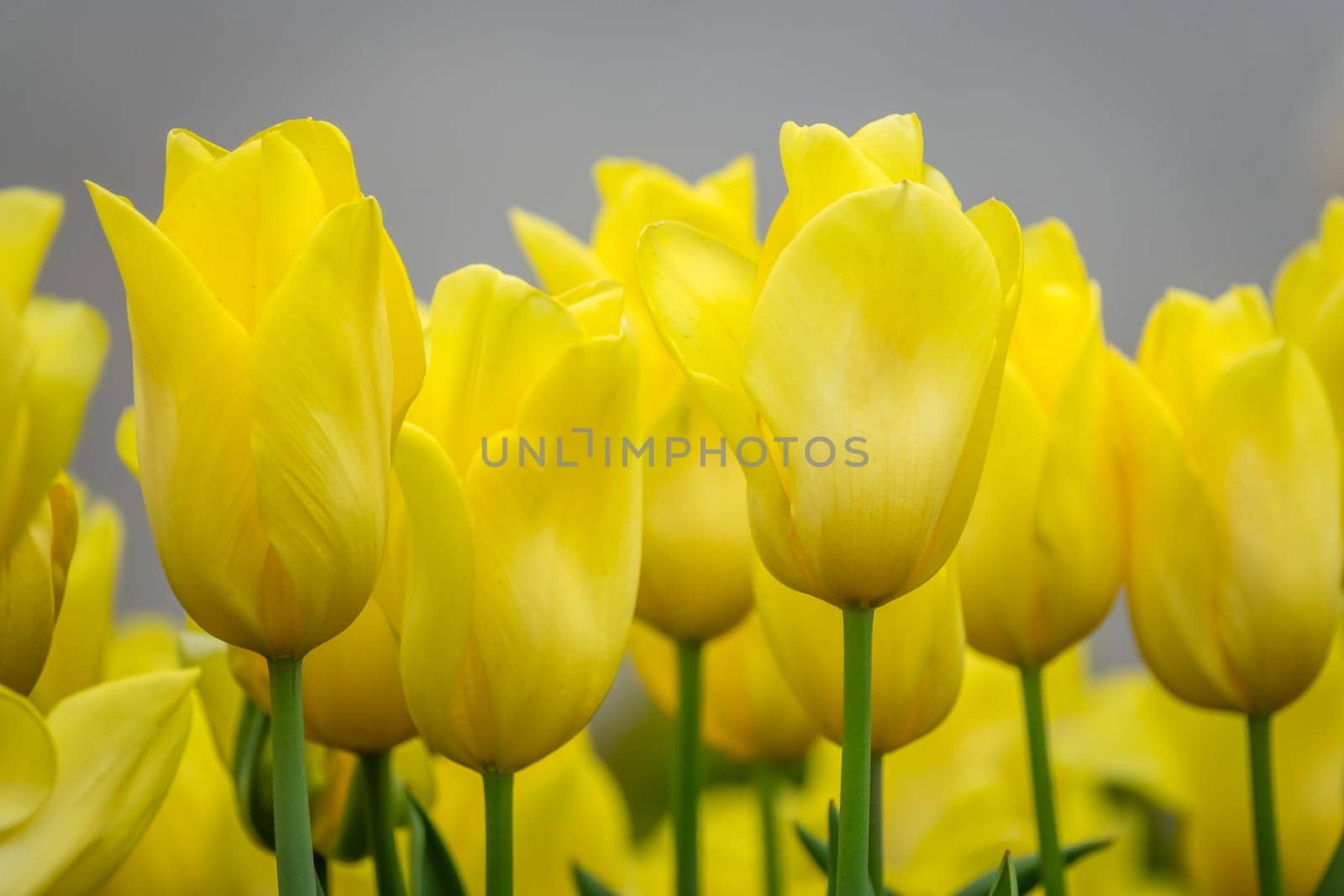 Bunch of yellow tulips in the garden in spring