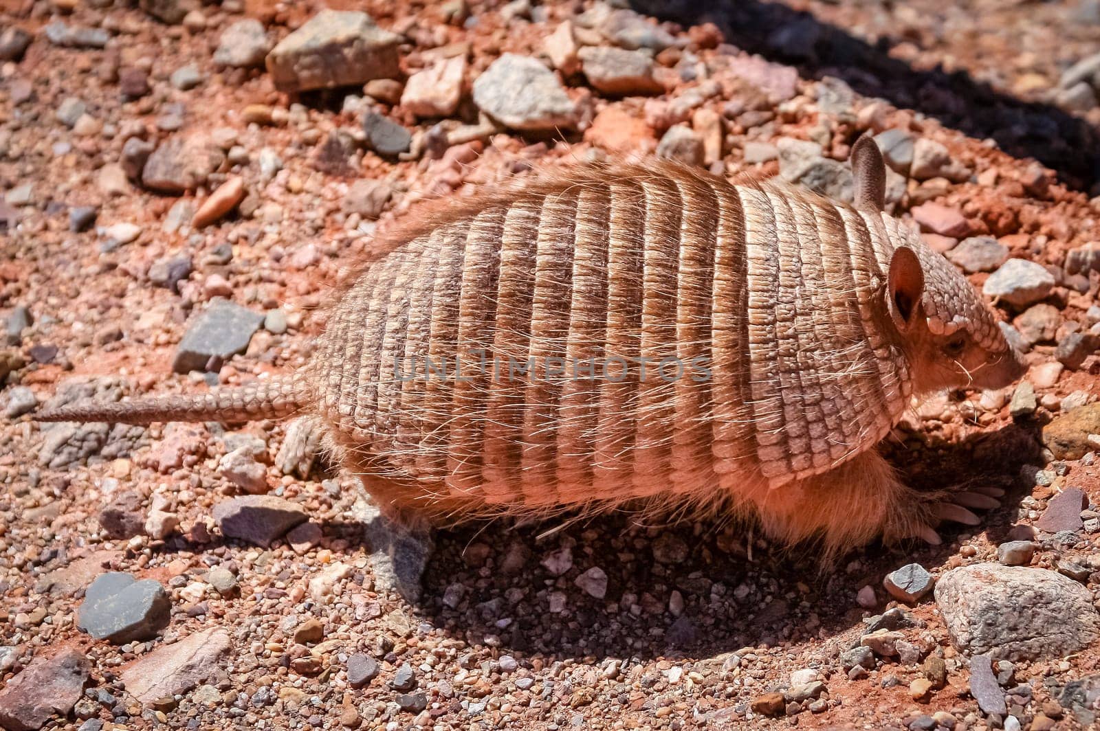 Small hairy armadillo running on the ground in dry north - west part of Argentina in South America