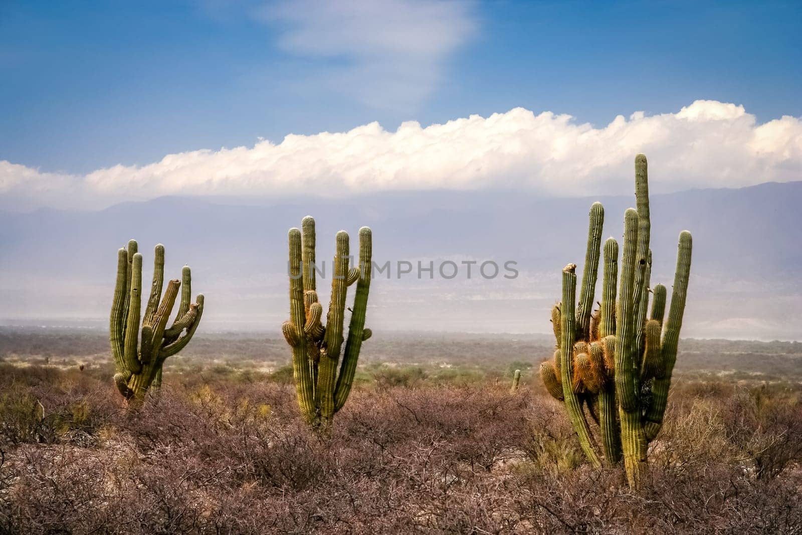Three cactuses in an empty pampa in argentinian north west