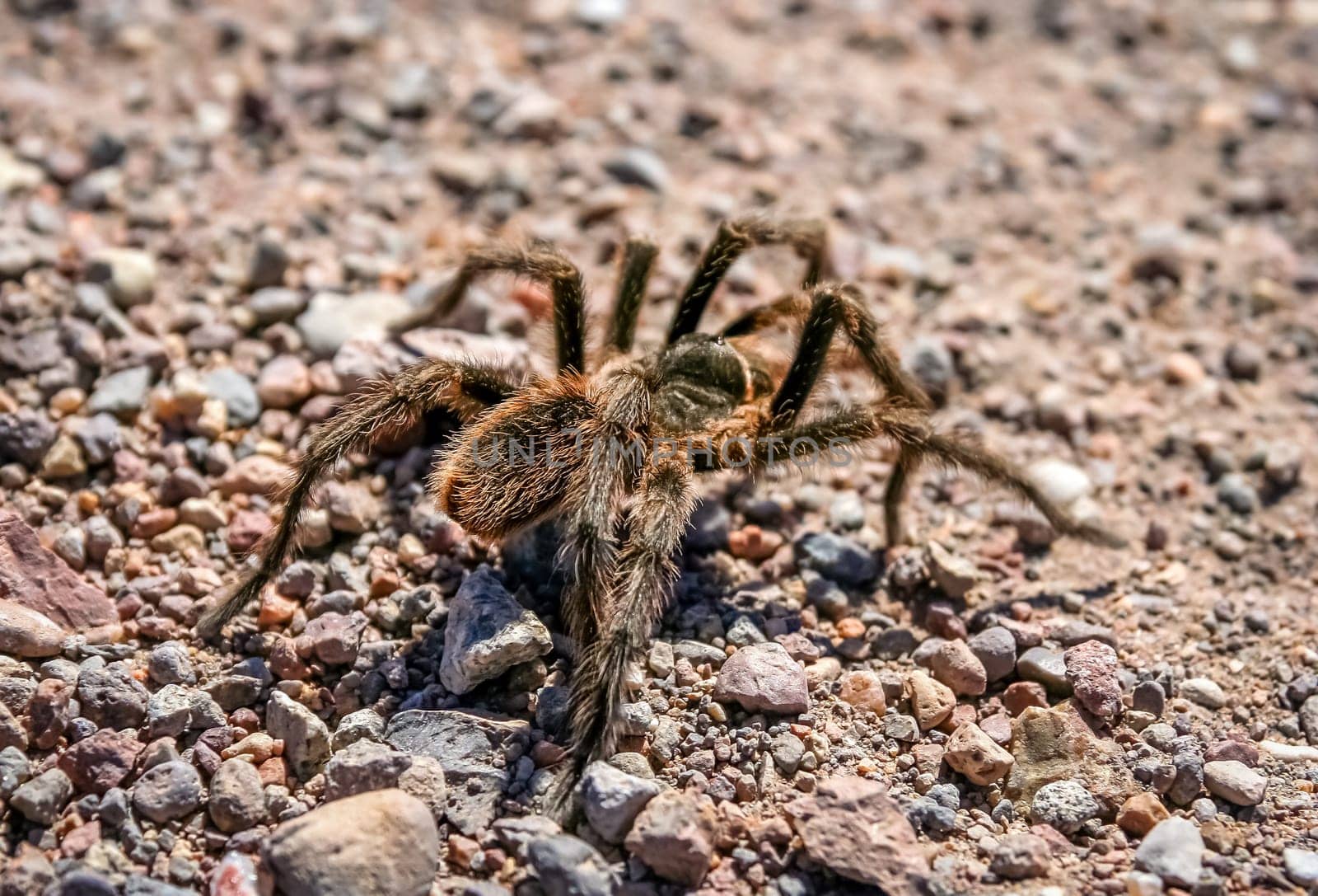 Big hairy and scary patagonian spider moving through pampa, Argentina