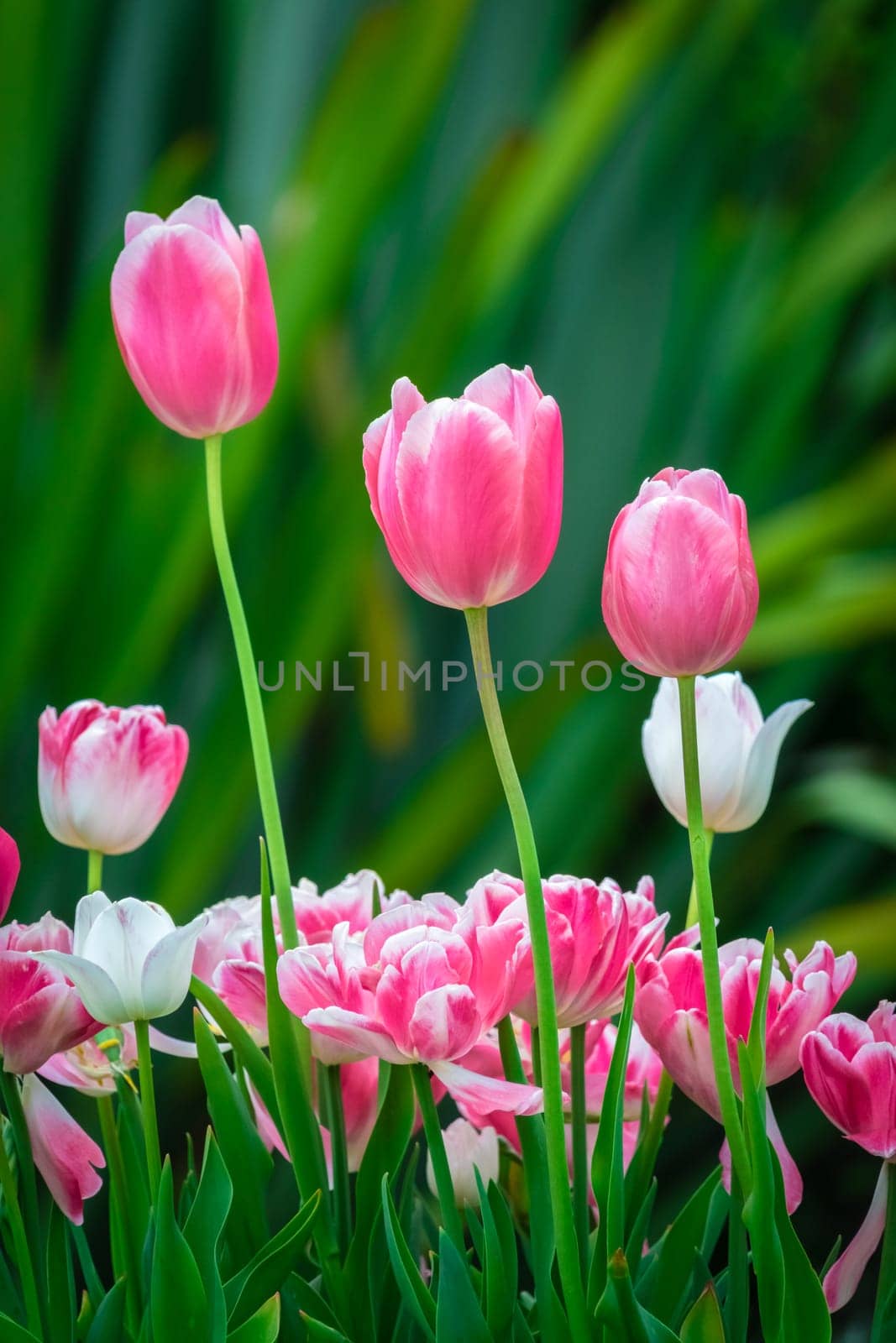 Pink and purple tulips in the garden in spring, England