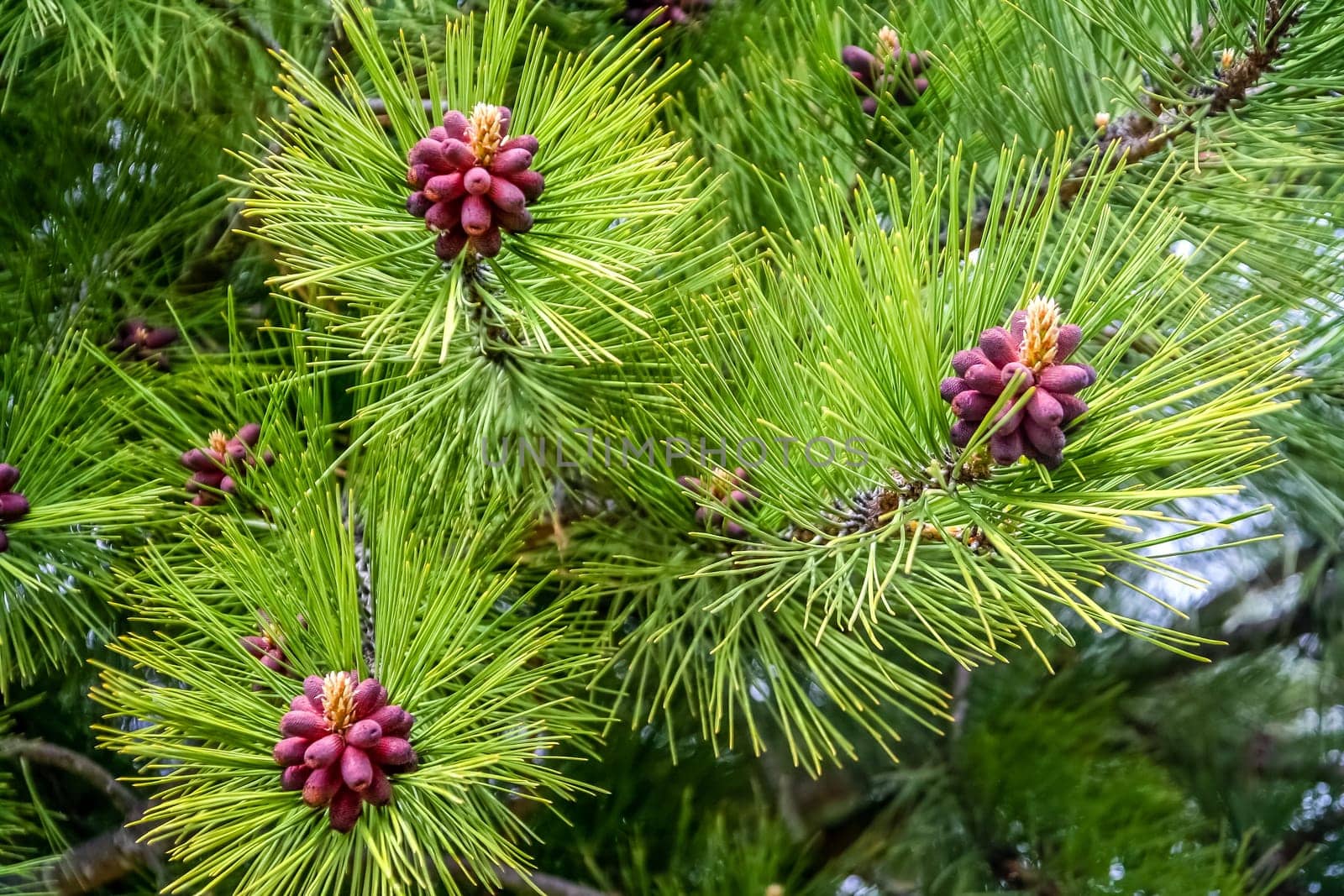 Red pinus growing in a forest in southern Argentina
