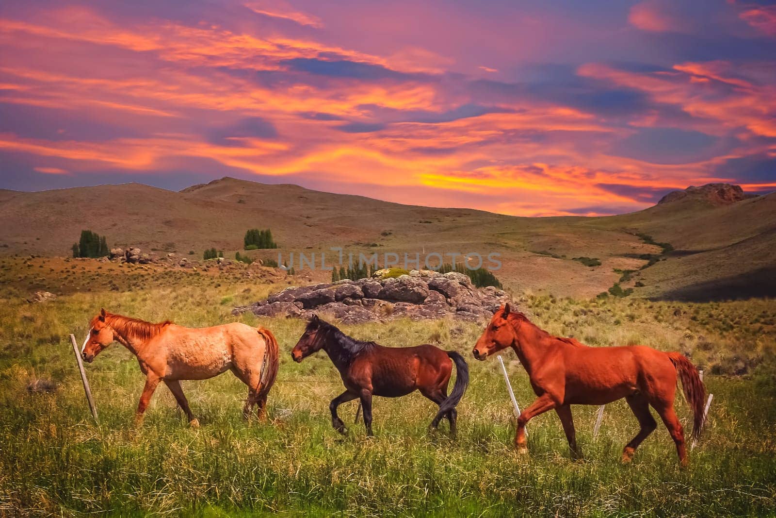 Three horses on a meadow in argentinian Patagonia