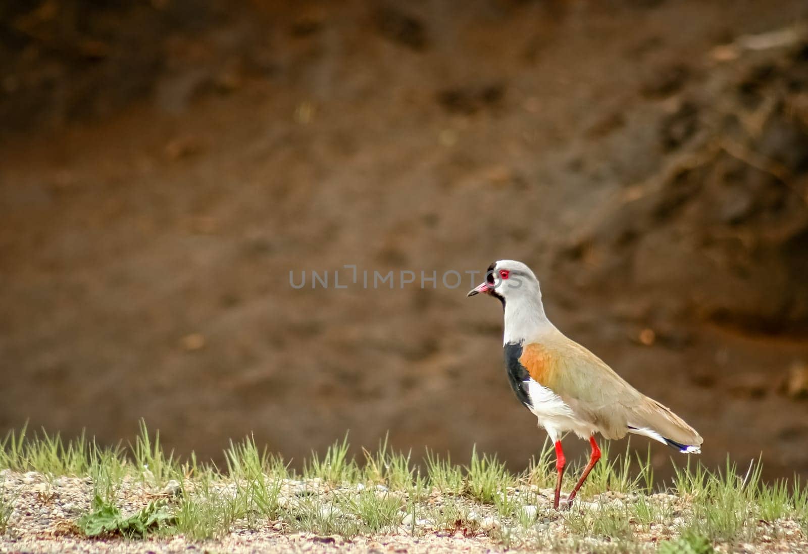 Tero bird, also called Southern lapwing, walking on the ground in Lake district region of argentinian Patagonia
